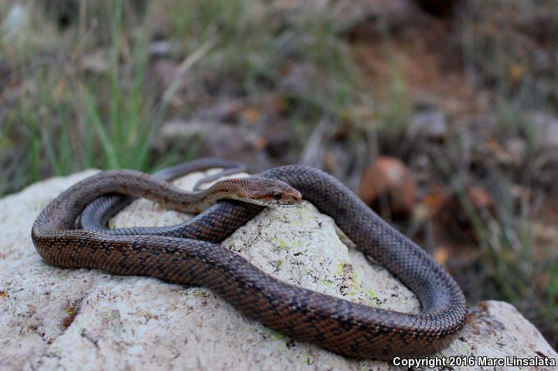 Baird's Ratsnake (Pantherophis bairdi)