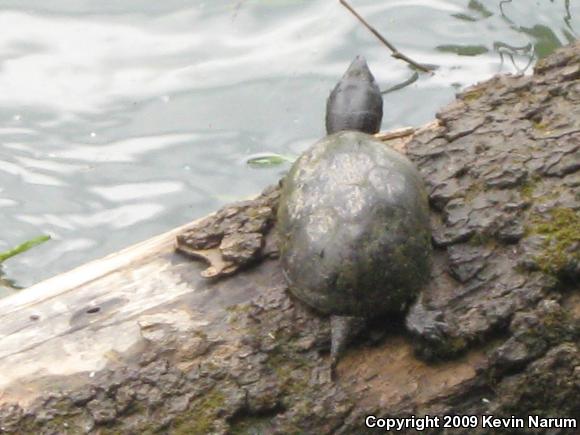 Eastern Musk Turtle (Sternotherus odoratus)