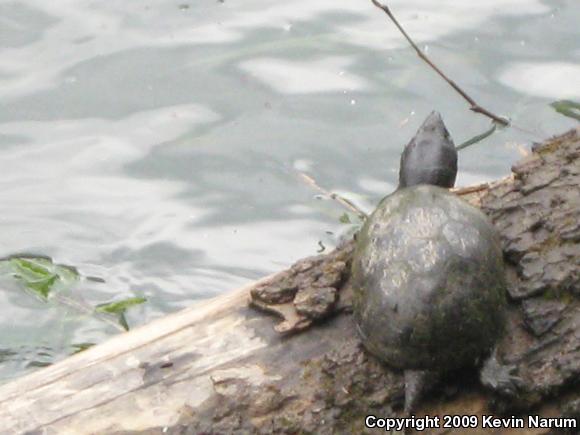 Eastern Musk Turtle (Sternotherus odoratus)