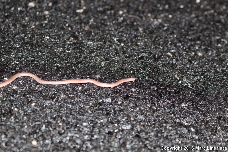 Trans-Pecos Threadsnake (Leptotyphlops humilis segregus)