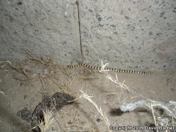 Mojave Shovel-nosed Snake (Chionactis occipitalis occipitalis)