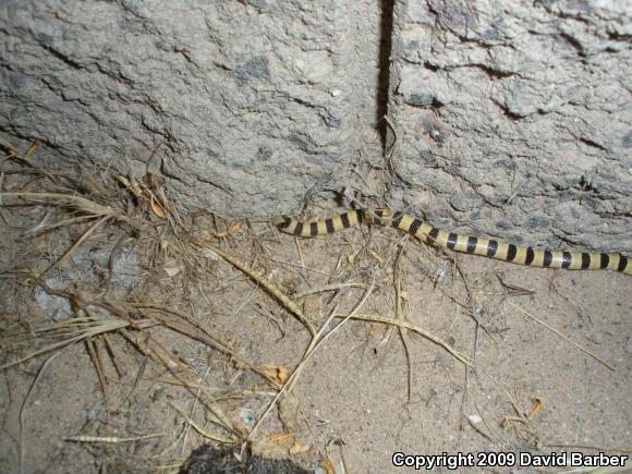 Mojave Shovel-nosed Snake (Chionactis occipitalis occipitalis)