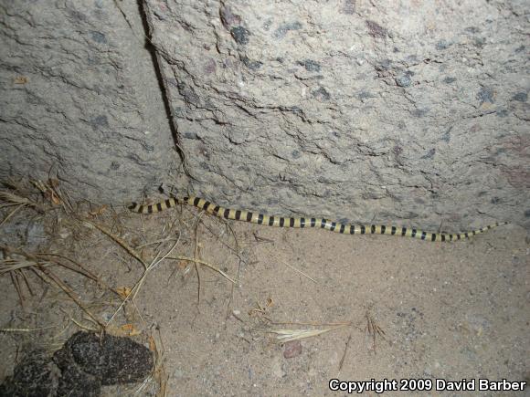 Mojave Shovel-nosed Snake (Chionactis occipitalis occipitalis)