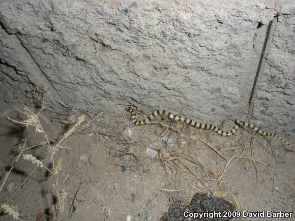 Mojave Shovel-nosed Snake (Chionactis occipitalis occipitalis)