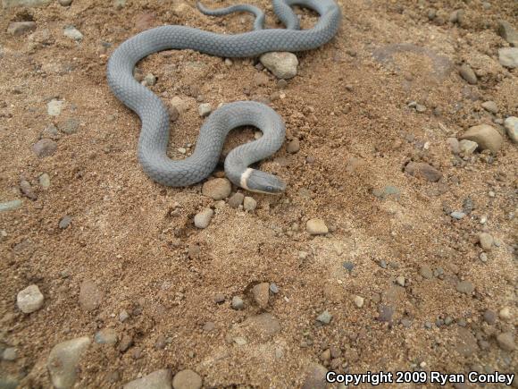 Northern Ring-necked Snake (Diadophis punctatus edwardsii)