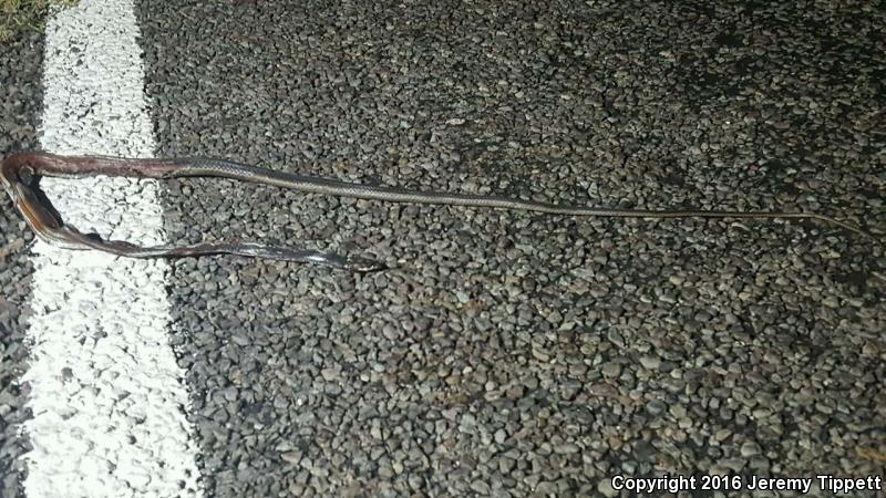 Cape Striped Whipsnake (Coluber aurigulus)