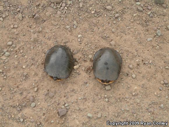 Midland Painted Turtle (Chrysemys picta marginata)