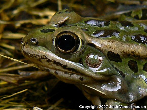 Northern Leopard Frog (Lithobates pipiens)