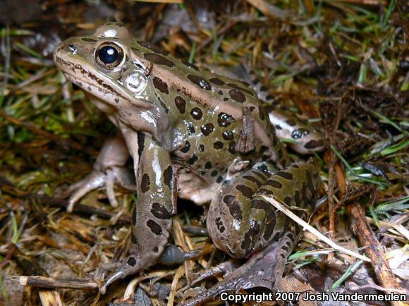 Northern Leopard Frog (Lithobates pipiens)