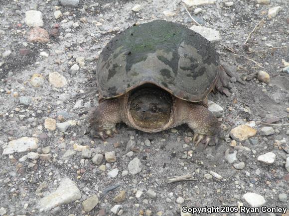 Eastern Snapping Turtle (Chelydra serpentina serpentina)