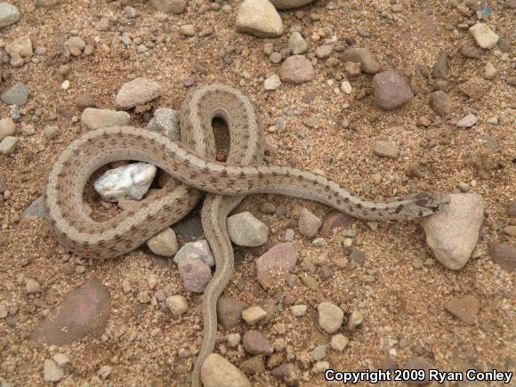 Northern Brownsnake (Storeria dekayi dekayi)