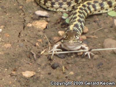 Eastern Black-necked Gartersnake (Thamnophis cyrtopsis ocellatus)