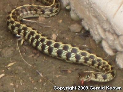 Eastern Black-necked Gartersnake (Thamnophis cyrtopsis ocellatus)