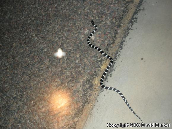 California Kingsnake (Lampropeltis getula californiae)