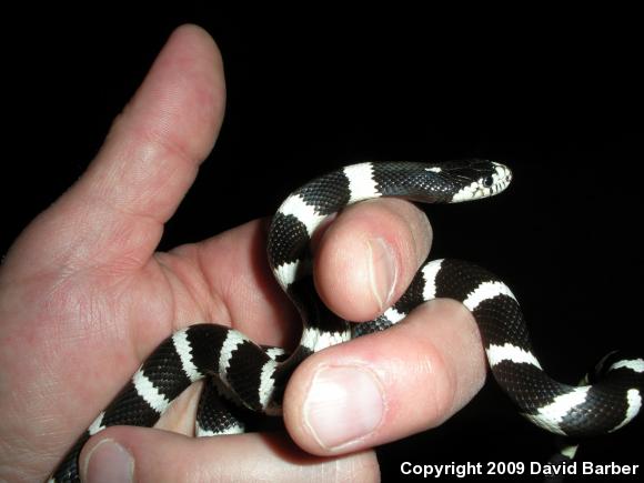 California Kingsnake (Lampropeltis getula californiae)