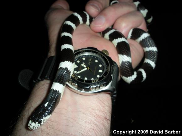 California Kingsnake (Lampropeltis getula californiae)