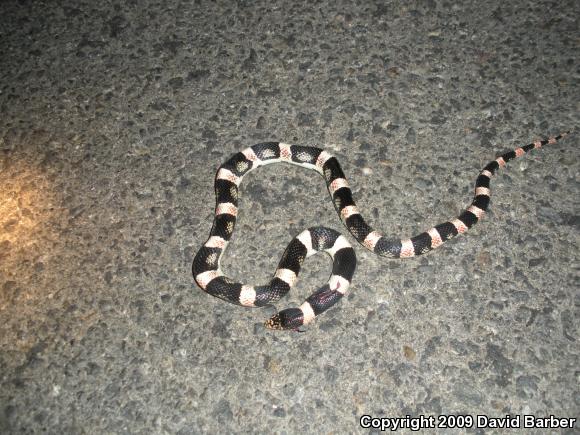 Western Long-nosed Snake (Rhinocheilus lecontei)