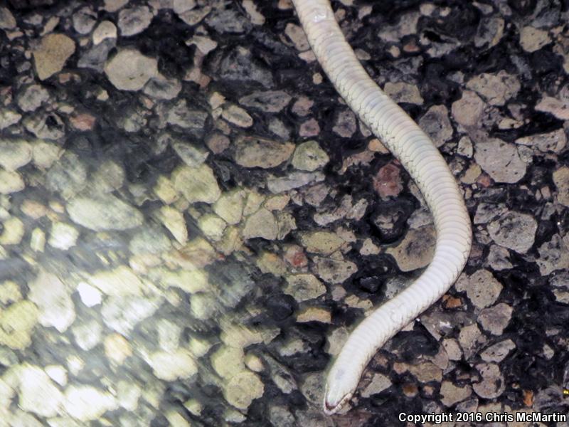 Chihuahuan Hook-nosed Snake (Gyalopion canum)