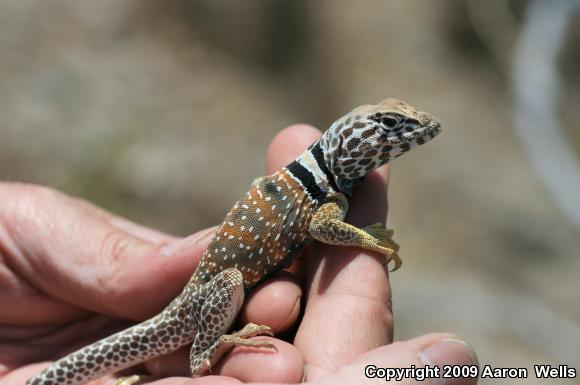 Great Basin Collared Lizard (Crotaphytus bicinctores)