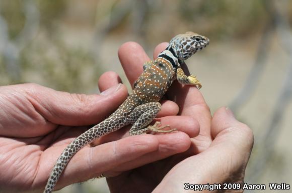 Great Basin Collared Lizard (Crotaphytus bicinctores)