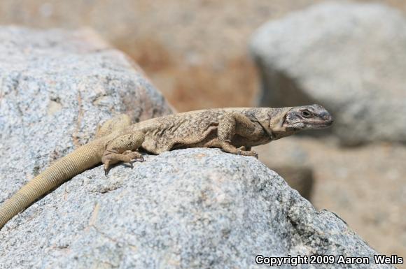 Common Chuckwalla (Sauromalus ater)