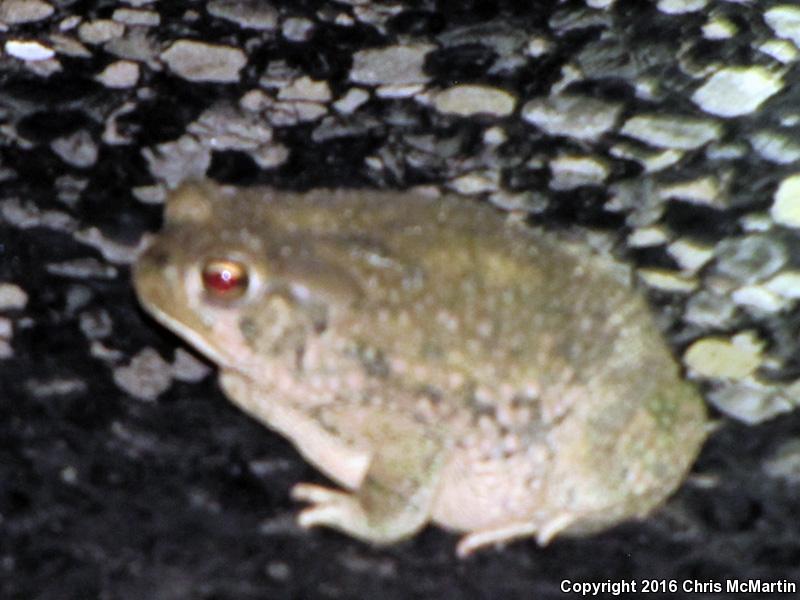 Texas Toad (Anaxyrus speciosus)