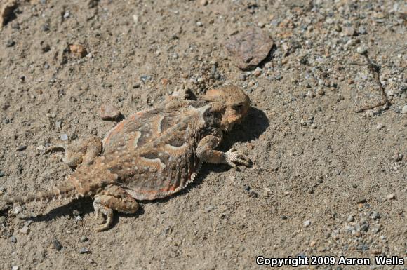 Southern Desert Horned Lizard (Phrynosoma platyrhinos calidiarum)