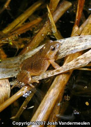 Northern Spring Peeper (Pseudacris crucifer crucifer)