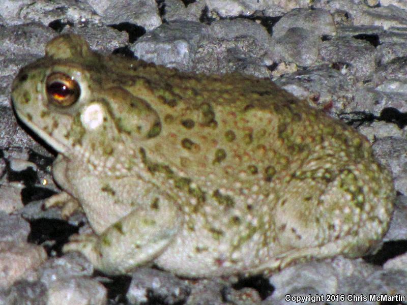 Texas Toad (Anaxyrus speciosus)