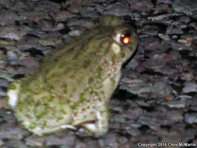 Texas Toad (Anaxyrus speciosus)