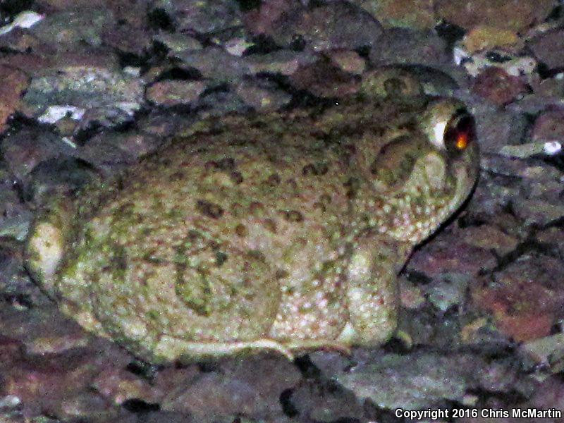 Texas Toad (Anaxyrus speciosus)