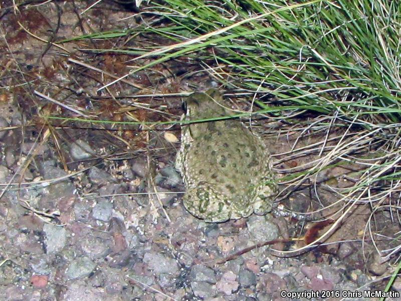 Texas Toad (Anaxyrus speciosus)