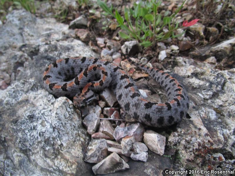 Western Pigmy Rattlesnake (Sistrurus miliarius streckeri)