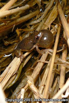 Northern Spring Peeper (Pseudacris crucifer crucifer)