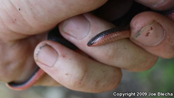 Western Wormsnake (Carphophis vermis)