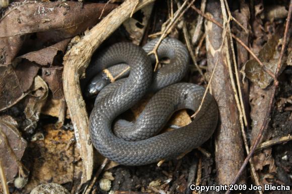 Prairie Ring-necked Snake (Diadophis punctatus arnyi)