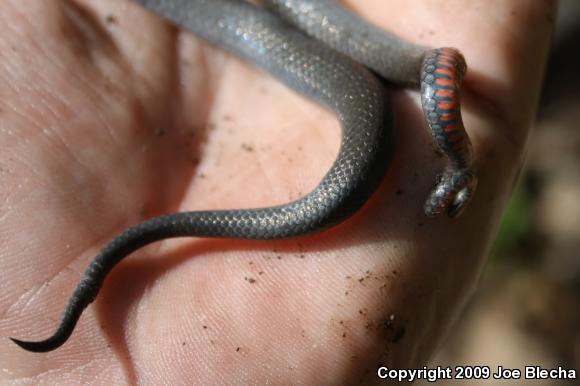 Prairie Ring-necked Snake (Diadophis punctatus arnyi)