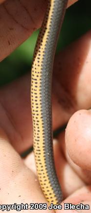 Prairie Ring-necked Snake (Diadophis punctatus arnyi)