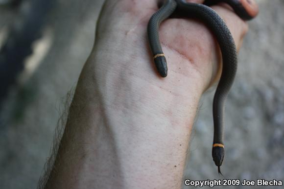 Prairie Ring-necked Snake (Diadophis punctatus arnyi)