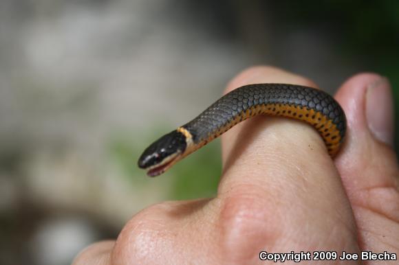 Prairie Ring-necked Snake (Diadophis punctatus arnyi)