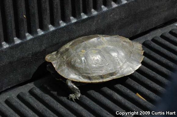 Northern Map Turtle (Graptemys geographica)