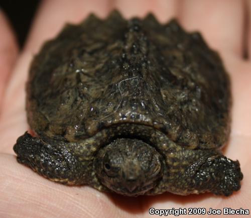 Eastern Snapping Turtle (Chelydra serpentina serpentina)