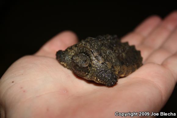 Eastern Snapping Turtle (Chelydra serpentina serpentina)