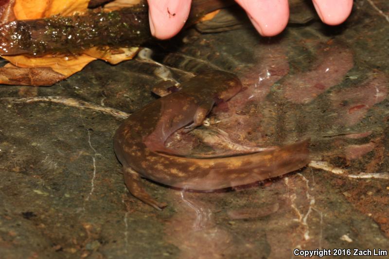 Cope's Giant Salamander (Dicamptodon copei)