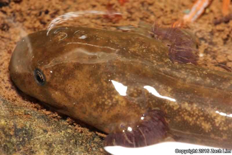 Cope's Giant Salamander (Dicamptodon copei)