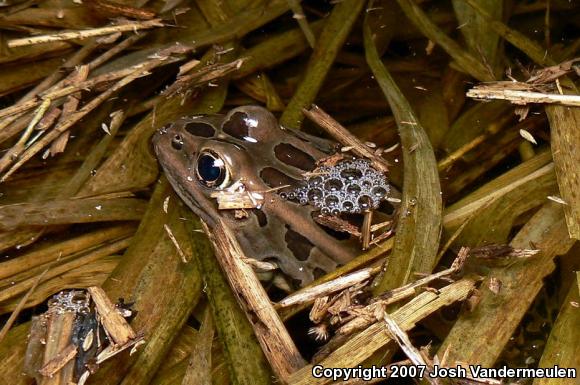 Northern Leopard Frog (Lithobates pipiens)