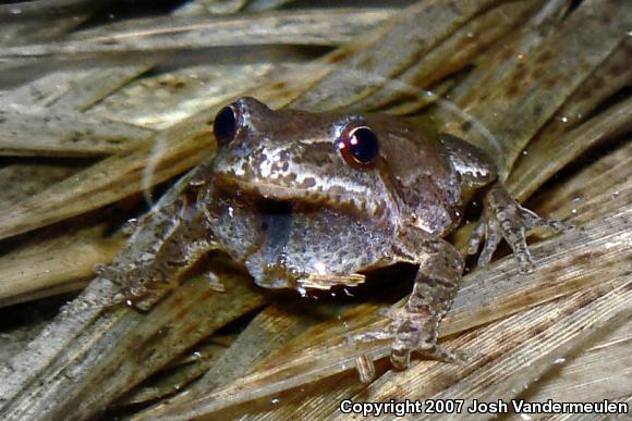 Northern Spring Peeper (Pseudacris crucifer crucifer)