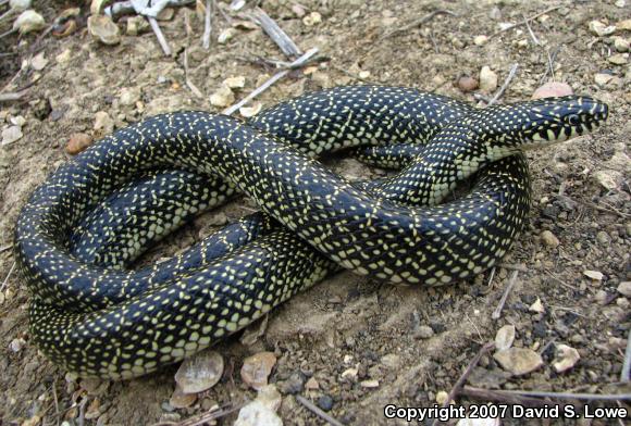 Speckled Kingsnake (Lampropeltis getula holbrooki)