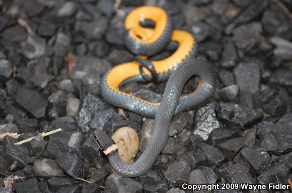 Northern Ring-necked Snake (Diadophis punctatus edwardsii)