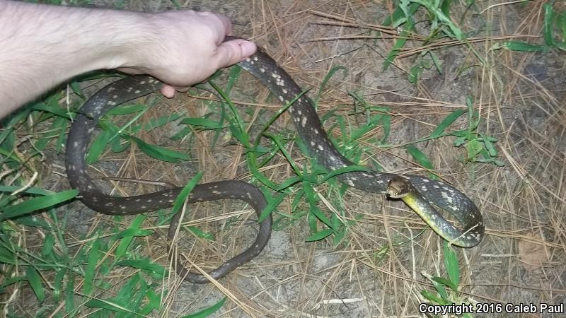 Buttermilk Racer (Coluber constrictor anthicus)